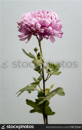 beautiful blooming pink flower. High resolution photo. beautiful blooming pink flower. High quality photo