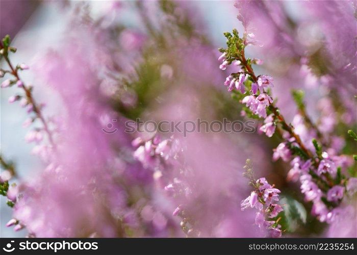 Beautiful blooming pink heather in a forest clearing at sunny day. Small lilac purple flowers on long stems. Flowering, gardening. Calluna vulgaris on green blurry background. Flower store concept.. Blooming wild pink violet heather flowers in forest at autumn day. Landscape plant heather, national Scottish flora. Colorful traditional October flower, blossom in the north of Europe