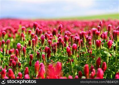 Beautiful blooming red clover in the field. Natural colorful background. Beautiful landscape in the Czech Republic - Europe..