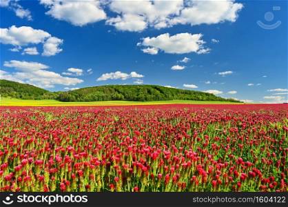 Beautiful blooming red clover in the field. Natural colorful background. Beautiful landscape in the Czech Republic - Europe..