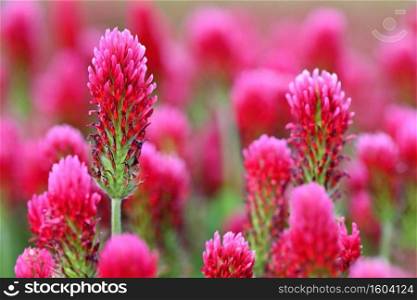 Beautiful blooming red clover in the field. Natural colorful background.