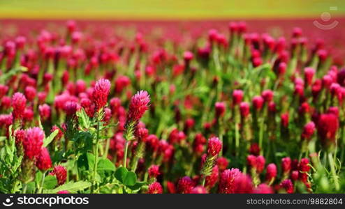 Beautiful blooming red clover in the field. Natural colorful background.