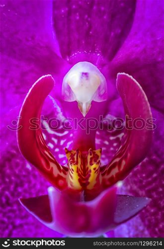 Beautiful blooming red orchid flowers close up. Vertical view