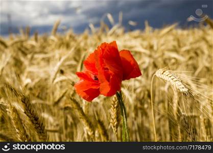 Beautiful blooming red poppy on a background of golden ripening wheat in the summer. blooming red poppy