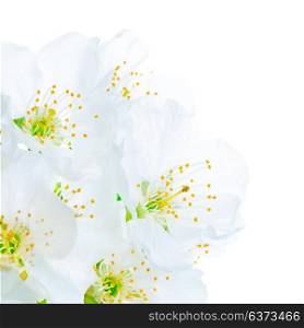 Beautiful blooming spring flowers, cherry tree blossom, abstract floral border isolated on white background, macro photography, suitable for greeting cards at spring holidays as Easter or Mother&rsquo;s day