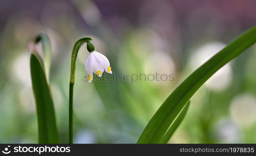 Beautiful blooming spring snowflakes flowers. (leucojum vernum carpaticum)