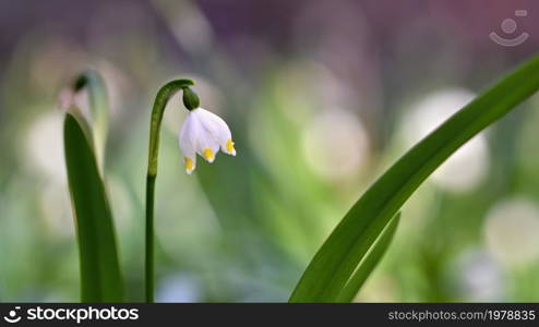 Beautiful blooming spring snowflakes flowers. (leucojum vernum carpaticum)