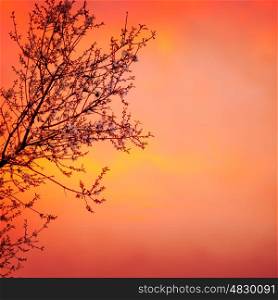 Beautiful blooming tree on red dramatic sunset background, spring time season, rural garden, seasonal nature