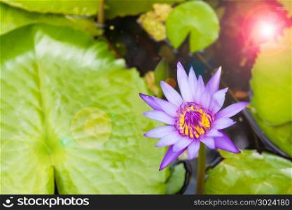 Beautiful blooming violet lotus, Water plant in pond