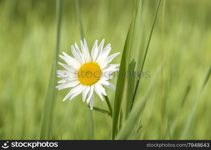 Beautiful blooming white daisy flower in the field