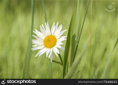 Beautiful blooming white daisy flower in the field
