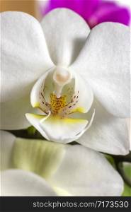 Beautiful blooming white orchid flowers close up. Vertical view