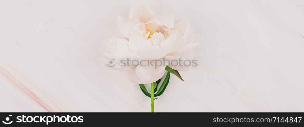Beautiful blooming white peony flowers on marble background with copy space in minimal style, template for your design. Wedding invitation and celebration greeting concept. Long wide banner