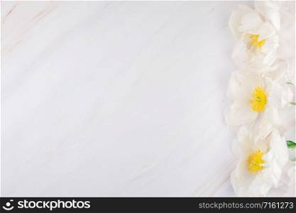 Beautiful blooming white peony flowers on marble background with copy space in minimal style, template for postcard, lettering, text or your design. Wedding invitation and celebration greeting concept
