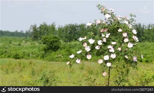 Beautiful blooming wild rose bush