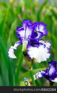 Beautiful blossom blue and white tall bearded iris flowers