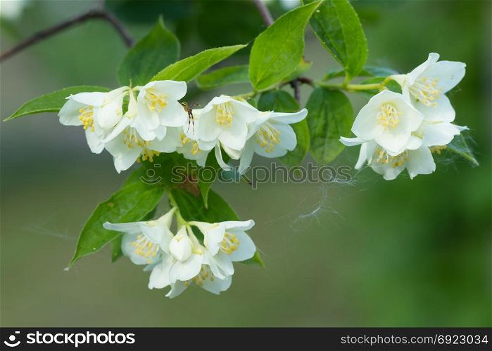Beautiful blossom branch of jasmine