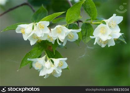 Beautiful blossom branch of jasmine