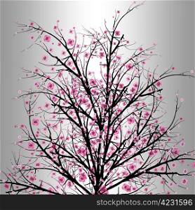 Beautiful blossom cherry isolated on gray background