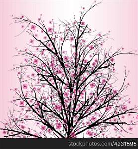 Beautiful blossom cherry isolated on pink background