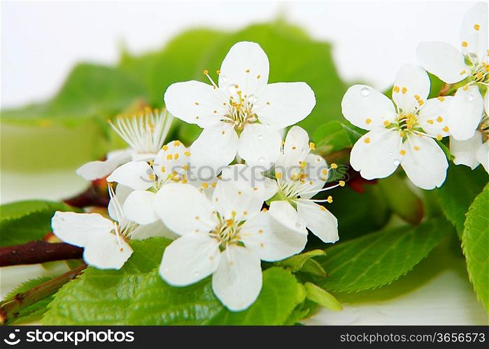 Beautiful blossom isolated on white