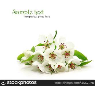 Beautiful blossom isolated on white