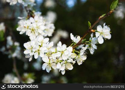Beautiful blossom plum tree twig at the beginning of spring
