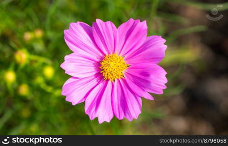 Beautiful blossom pretty pink, purple cosmos in flower in the garden
