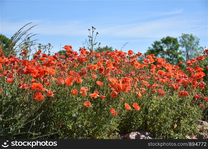 Beautiful blossom red poppies by a blue sky