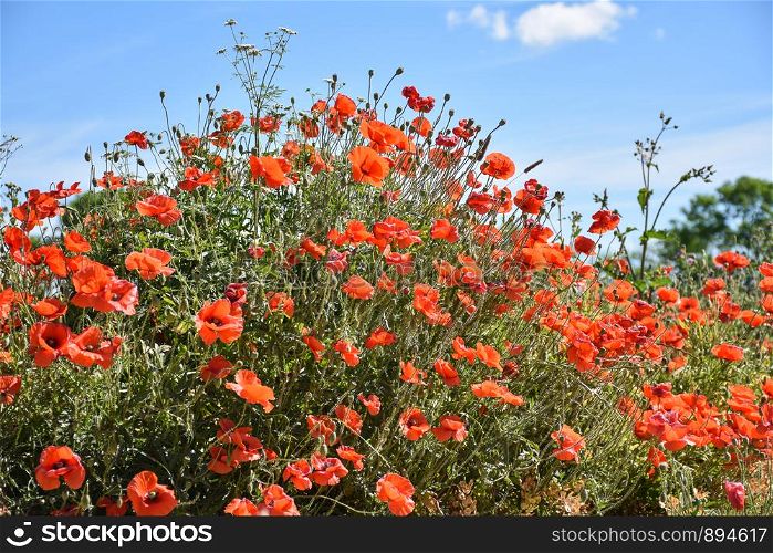 Beautiful blossom red poppies summer flowers by a blue sky