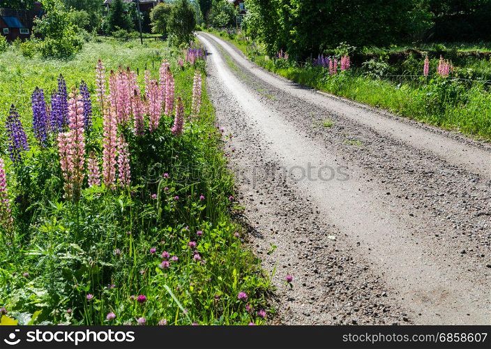 Beautiful blossom roadside with lupines and clover by a winding swedish country road