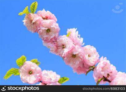 Beautiful blossom sakura in springtime on the blue sky