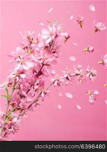 Beautiful blossom spring flower explosion on a pink background. Spring blossom explosion