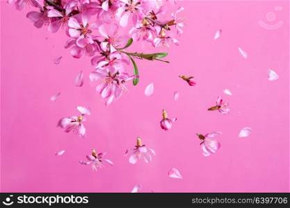 Beautiful blossom spring flower explosion on a pink background. Spring blossom explosion