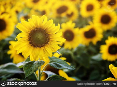 Beautiful Blossom Sunflowers in the Field