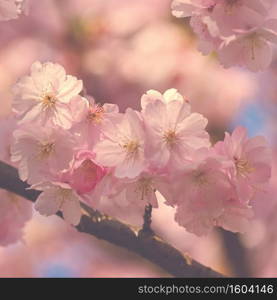 Beautiful blossom tree. Nature scene with sun in Sunny day. Spring flowers. Abstract blurred background in Springtime. 