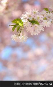Beautiful blossom tree. Nature scene with sun in Sunny day. Spring flowers. Abstract blurred background in Springtime.