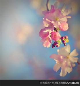 Beautiful blossom tree. Nature scene with sun in Sunny day. Spring flowers. Abstract blurred background in Springtime.