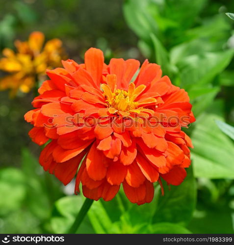 beautiful blossomed red zinnia elegans flower and green leaves in the garden