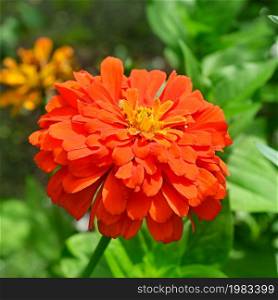 beautiful blossomed red zinnia elegans flower and green leaves in the garden