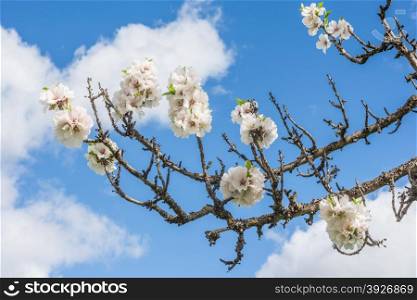 Beautiful blossoming apple tree against blue sky