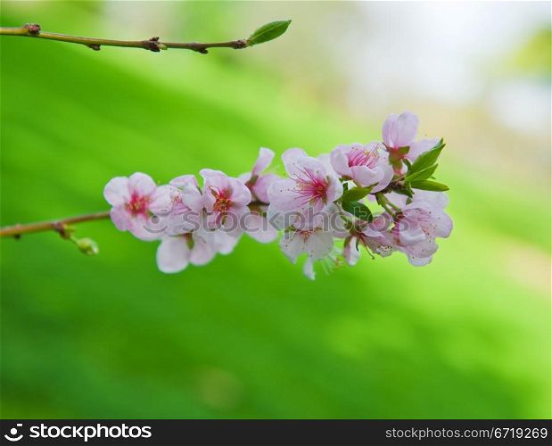Beautiful blossoming branch of an apple-tree on a natural background.
