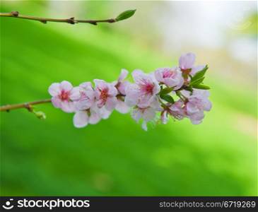Beautiful blossoming branch of an apple-tree on a natural background.