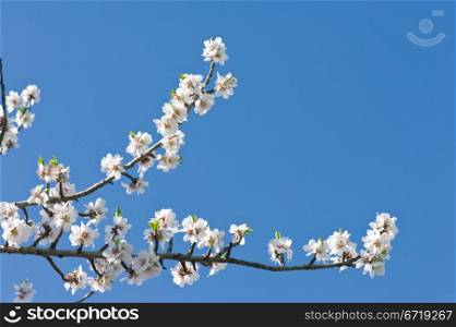 Beautiful blossoming branch of an apple-tree on a sky background