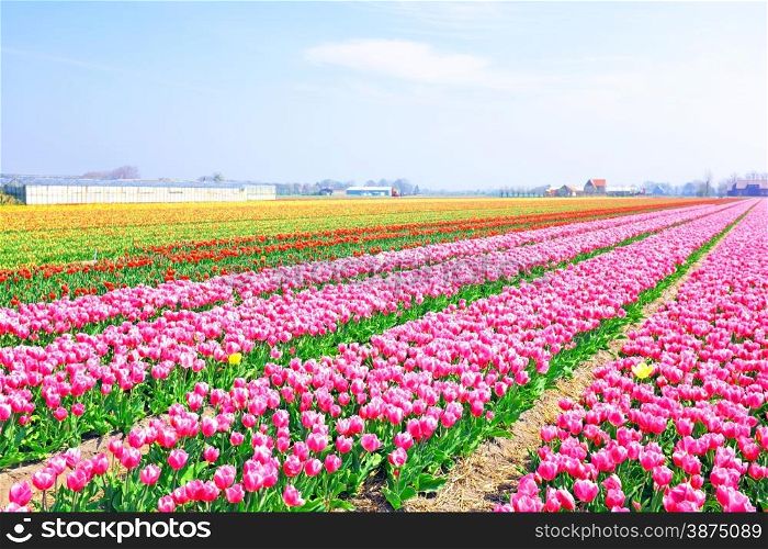 Beautiful blossoming tulip fields in the countryside from the Netherlands