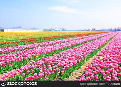 Beautiful blossoming tulip fields in the countryside from the Netherlands