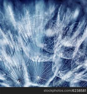 Beautiful blue abstract background, close up photo of dandelion flower, dreamy floral wallpaper, beauty of spring season
