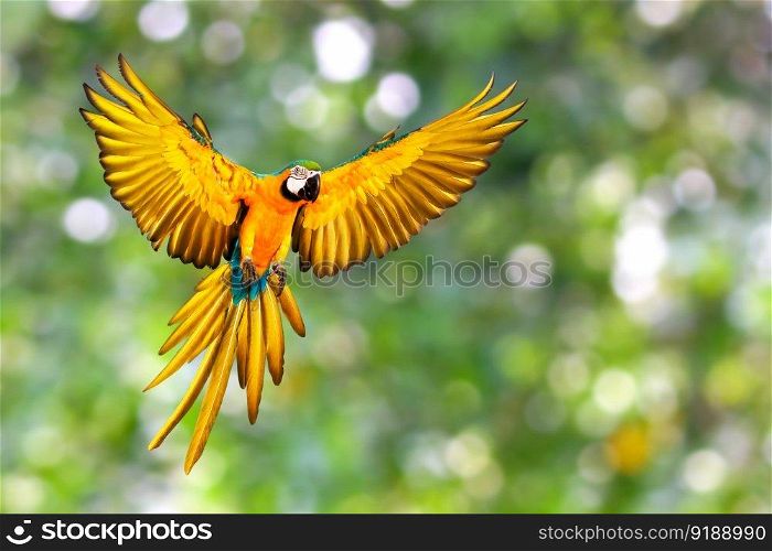 Beautiful Blue and gold macaw parrot flying on green nature background.