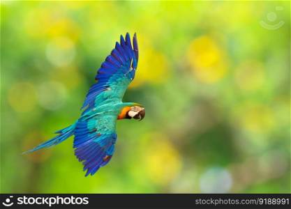 Beautiful Blue and gold macaw parrot flying on green nature background.