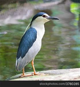 Beautiful blue and white bird, Black-crowned Night-heron (Nycticorax nycticorax), standing on the rock